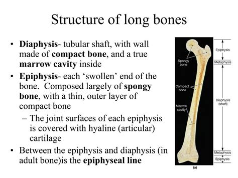 Ppt Chapter 6 Part I Bones And Skeletal Tissues Powerpoint