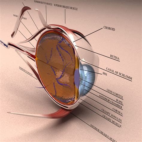 This deterioration in visual quality is also known as cataract. Anatomy Rendering Gallery | Kezan's Portfolio