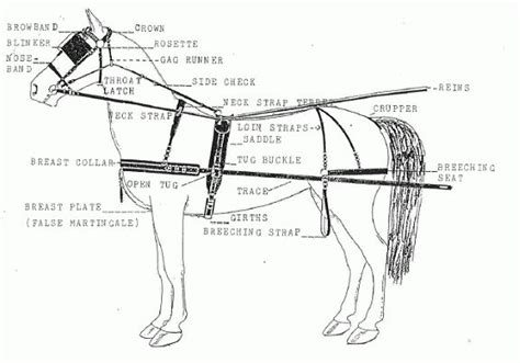 Image Result For Diagram Of Horse Harness Parts Horse Harness Horses