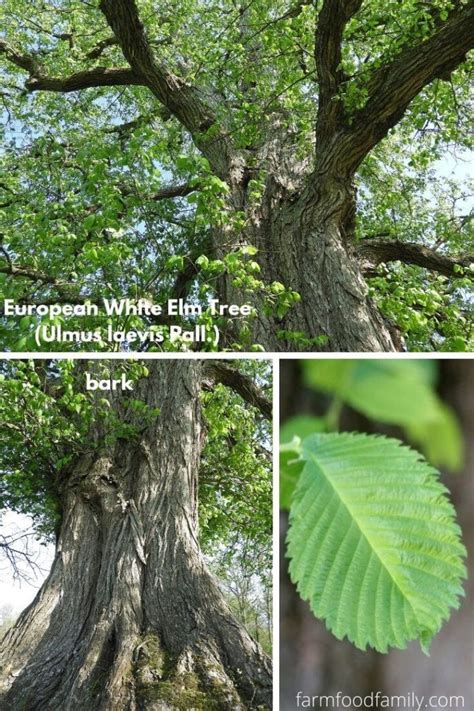 13 Types Of Elm Trees With Leaves Bark And Pictures Tree