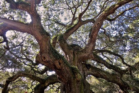 Hd Wallpaper Live Oak Ancient Angel Oak South Carolina Tree