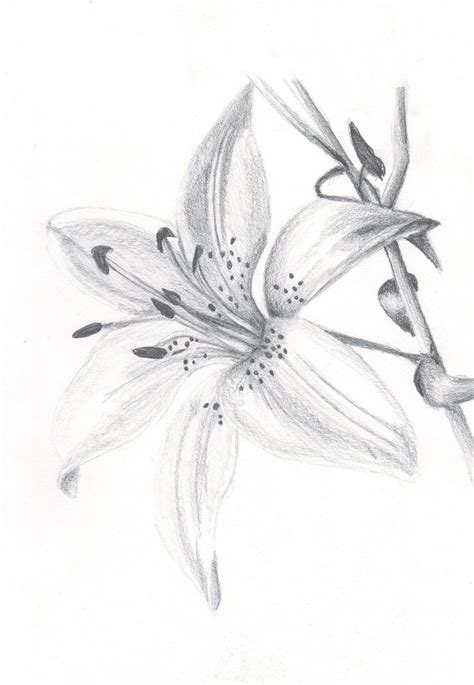 Pencil Drawings Of Lilies