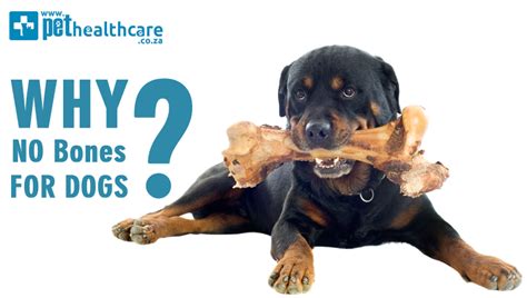 If a dog is needed for. Why NO Bones for Dogs? | Pet Health Carewhy no bones for dogs
