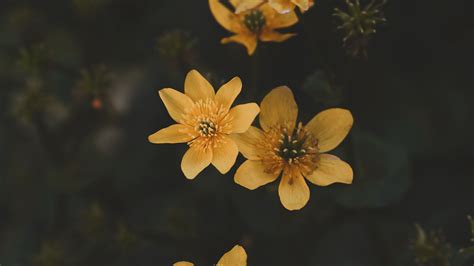 Download Wallpaper 3840x2160 Flower Yellow Petals Plant