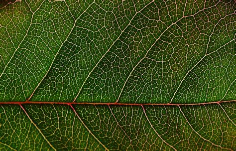 Green Leaf In Macro Photography · Free Stock Photo
