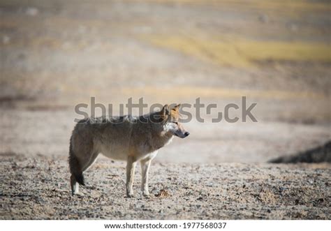 Tibetan Wolf Canis Lupus Filchneri Gurudonmar Stock Photo 1977568037