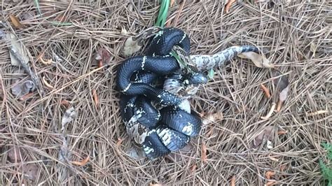 King Snake Vs Rattlesnake Youtube