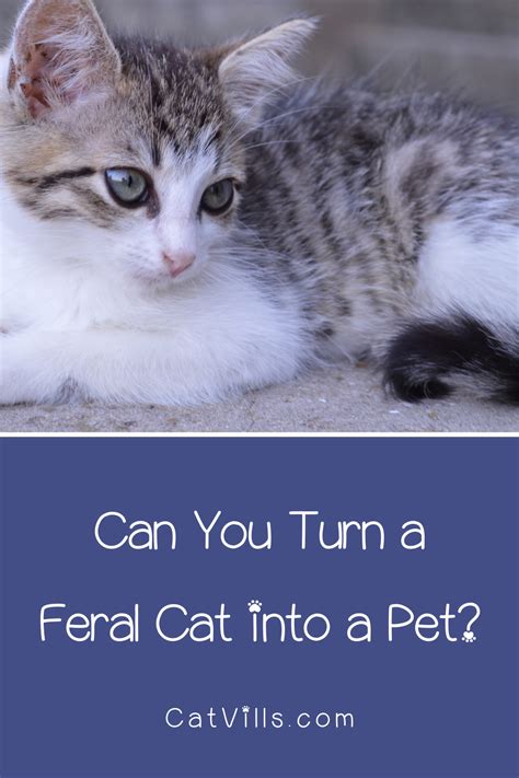 What Is The Difference Between A Feral Cat And A Stray Cat Feral
