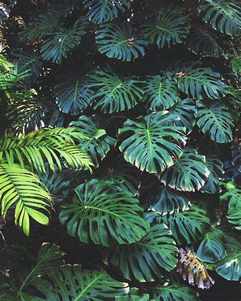 Amazing Green Aesthetic Plants Plant Aesthetic Plants Flower Aesthetic