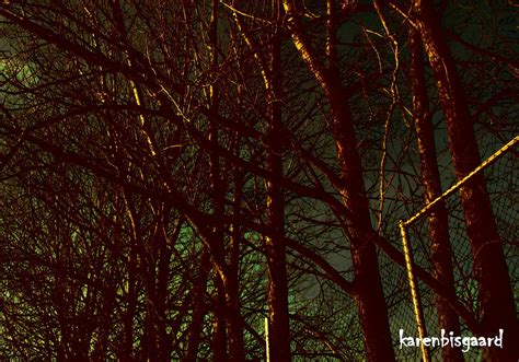 Karen S Nature Photography Naked Trees In Spooky Light