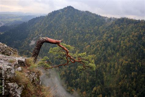 Obraz Na Płótnie Sosna Zwyczajna Pinus Sylvestris Na Szczycie