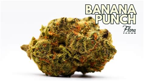 Banana Punch Strain And Product Information Flora Farms Mo