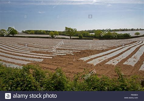 Growing Potatoes High Resolution Stock Photography And Images Alamy