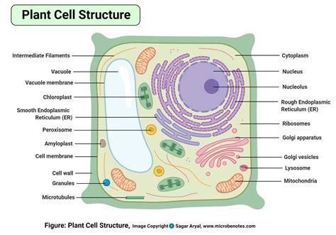 View 20 All Parts Of An Animal Cell Labeled Eporali Wallpaper