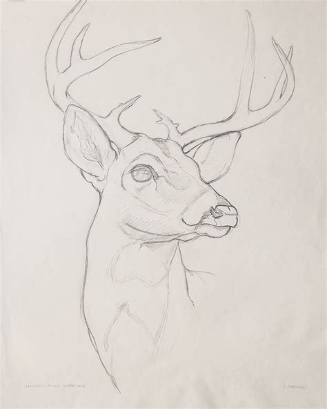 White Tailed Buck Carol Darling Art Animal Drawings Sketches