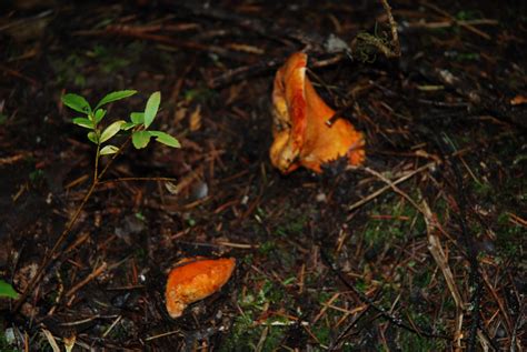 Planting calendars for places in british columbia. Here and There: Mushroom hunting in Sicamous BC