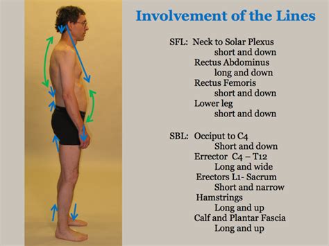 Kmi Structural Integration Posture And Body Alignment
