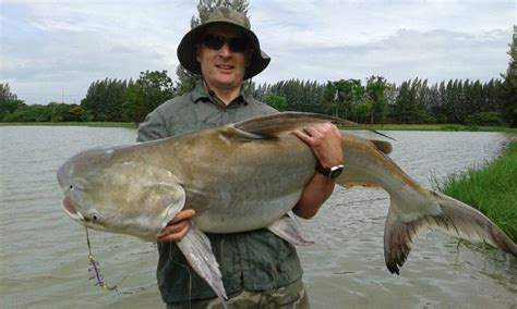 Big Chaophraya Catfish It Lake Monsters Thailand Lake Monsters