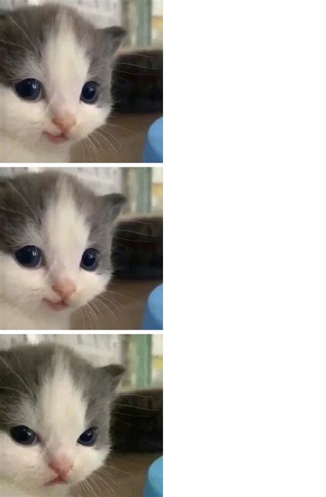 Hehe Cat Kitten 3 Parts Memes Imgflip