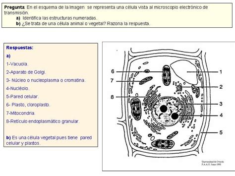 Celula Animal Para Colorear Sin Nombres Alojamiento De Imágenes