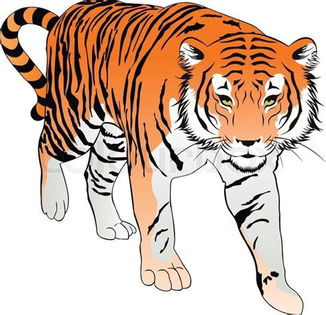 Tiger Illustration Tiger Illustration