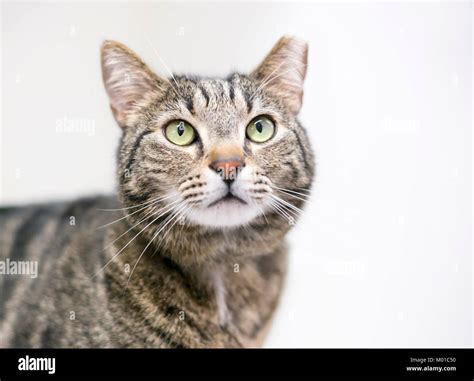 Feral Cat Ear Tip Hi Res Stock Photography And Images Alamy