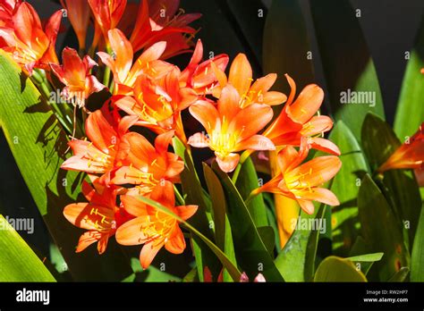 Vivid Orange Spring Flowering Clivia Miniata Bush Lily Natal Lily