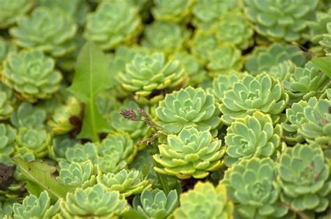 Top 6 Indoor Succulents And How To Care For Them