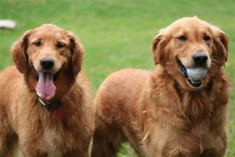 What Are The Different Types Of Retriever Breeds And Which Is Best For