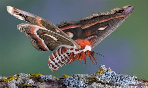 Cecropia Moth Insect Facts Hyalophora Cecropia Wiki Point