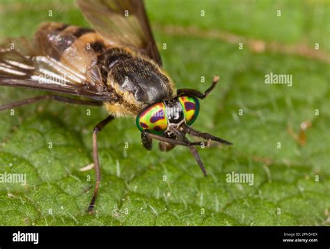 Square Spotted Deer Fly Chrysops Viduatus Adult Female Cleaning Iridescent Eyes With Legs