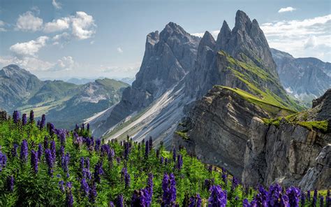 Download Wallpapers Alps Mountains Purple Mountain Flowers Mountain