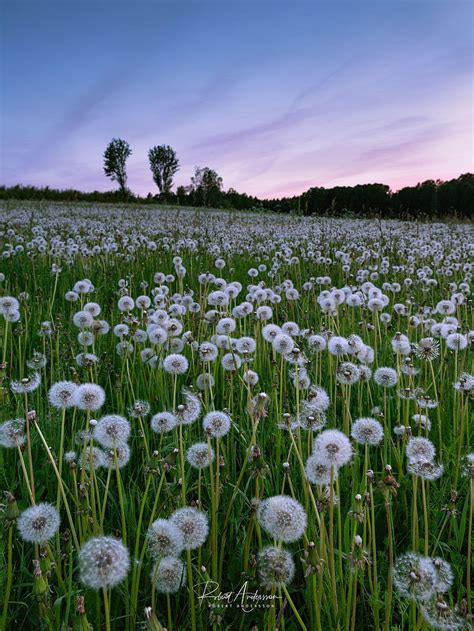 Field Of Dandelions By Robert Andersson Hd 전화 배경 화면 Pxfuel