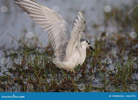 Whiskered Tern White Migratory Bird Wildlife Nature Stock Photo