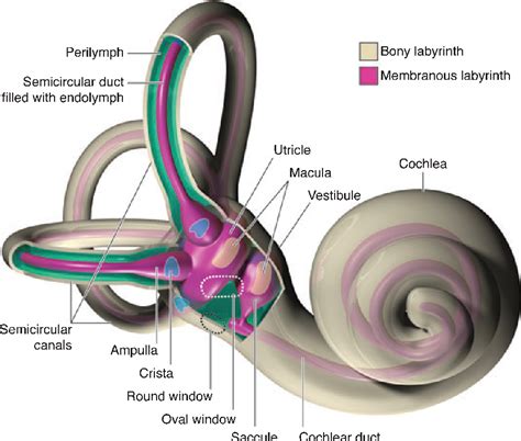 Ear Anatomy And Physiology Anatomy Book