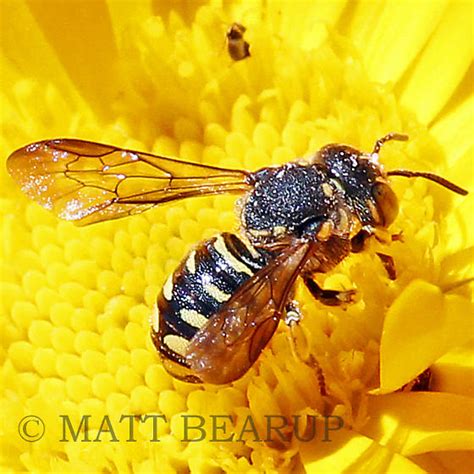 Small Wasp Like Bee Dianthidium Bugguidenet
