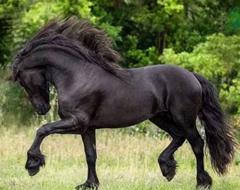 Wow Cool Paard Horses And Dogs Cute Horses Pretty Horses Wild