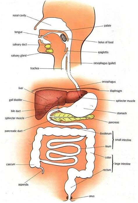 Pictures Of Alimentary Canal Healthiack