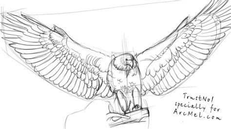 How to draw wings step 1 before you start drawing a wing, it might be useful to know some things about its structure. How to draw an eagle step by step | ARCMEL.COM