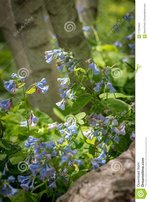 Bluebells Flowering In Springtime Stock Image Image Of Angle Macro