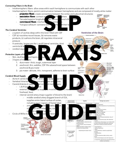 Slp Praxis Study Guide Extensive With Lots Of Graphi Speech