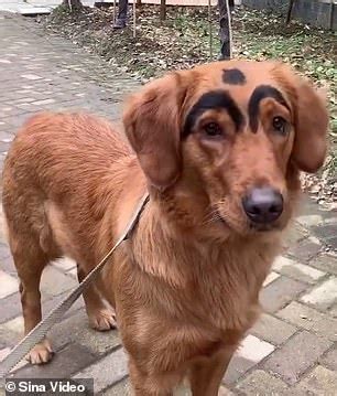 Pet owner paints EYEBROWS on her golden retriever with ...
