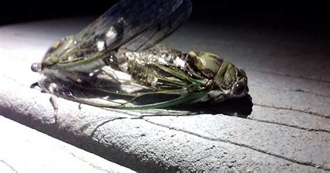 Cicada Sex Imgur