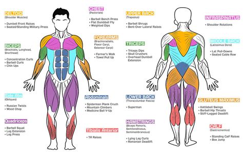 All of these muscle charts look amazing. The 10 Best Exercises for a Full Body Workout