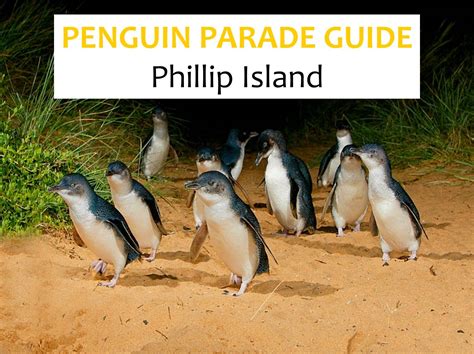 Fatin Days The Ultimate Penguin Parades Guide In Phillip Island A