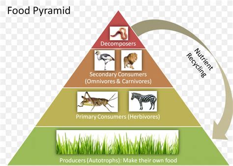 Food Chain Ecological Pyramid Food Web Trophic Level Ecology PNG