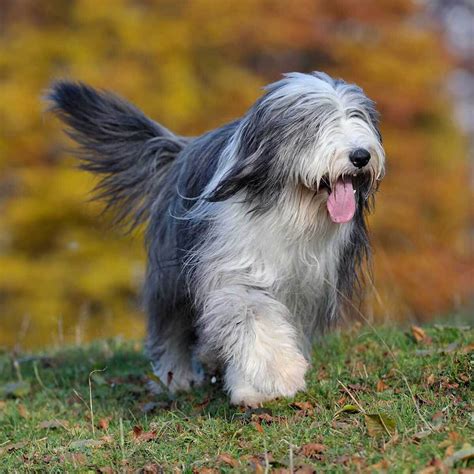 Bearded Collie Dog Breed Multiverses Journal