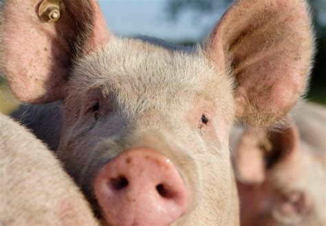 10 Facts About Pigs Farm Animals Topics Campaigns And Topics Four