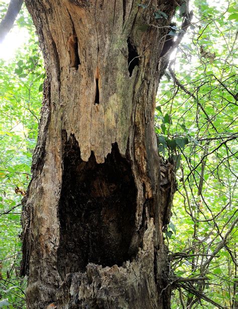 8 Of The Creepiest Trees On Earth Weird Trees Magical Tree Tree Faces