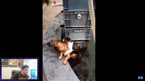 Dog Saves Cat From Drowning Youtube